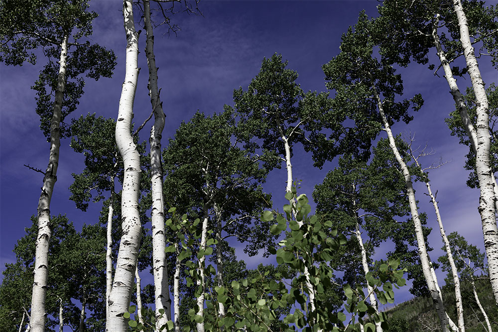 Pando at Fishlake National Forest Pando at Fishlake National Forest